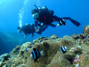 クマノミとHさん