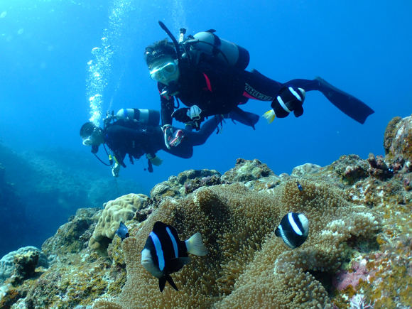 クマノミとHさん