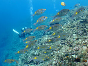 ノコギリダイの群れ