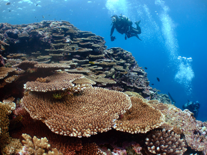 ツインケーブのサンゴ