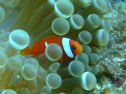 ハマクマノミ　クマノミ　宮古島