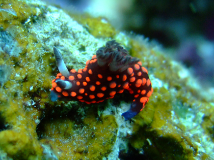 ベニコテウミウシ　ダイビング