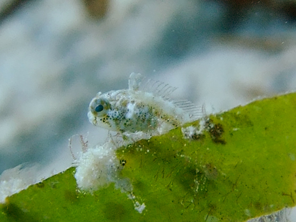 ハタタテギンポ