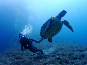 タイマイとダイバー