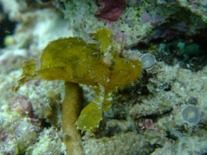 ハダカハオコゼ　シギラビーチ