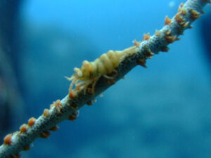 ムチカラマツエビ　下地島　ツインケーブ