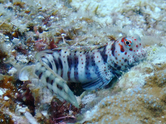 モンツキカエルウオ