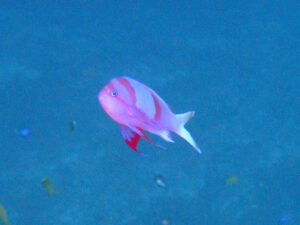 スミレナガハナダイ