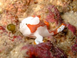 クマドリカエルアンコウ　ダイビング