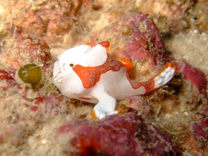 クマドリカエルアンコウ　ダイビング