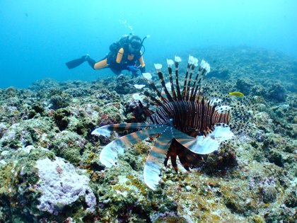 ハナミノカサゴ