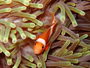 カクレクマノミ