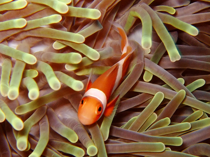 カクレクマノミ