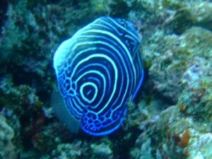 タテジマキンチャクダイ