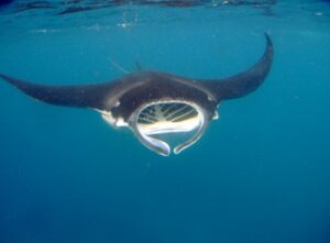 宮古島　マンタ