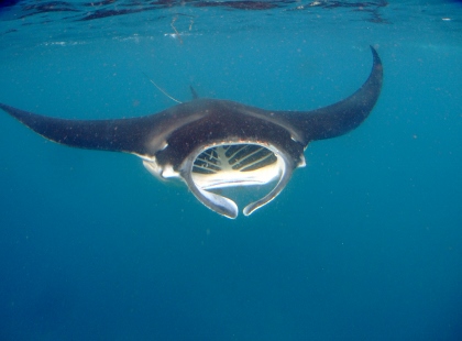 宮古島　マンタ