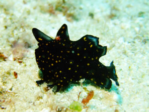 クマドリカエルアンコウ