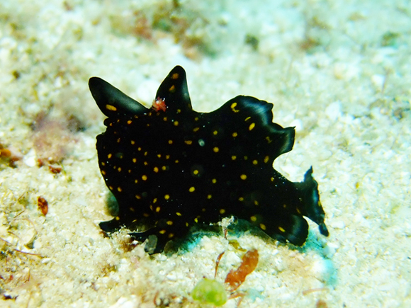 クマドリカエルアンコウ