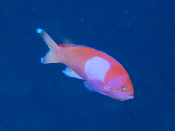 スミレナガハナダイ