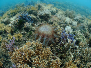 オニヒトデ駆除