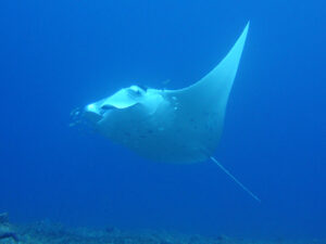 マンタ