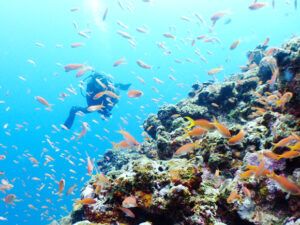 アカネハナゴイ