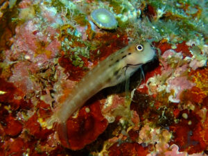 イシガキカエルウオ