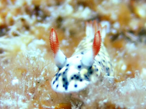 ホシゾライロウミウシ