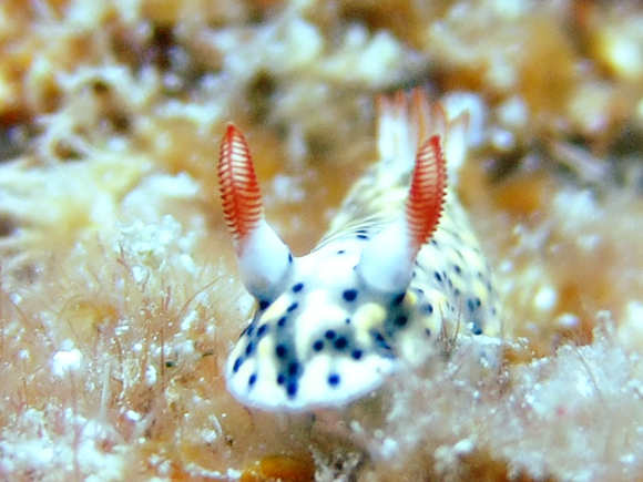 ホシゾライロウミウシ