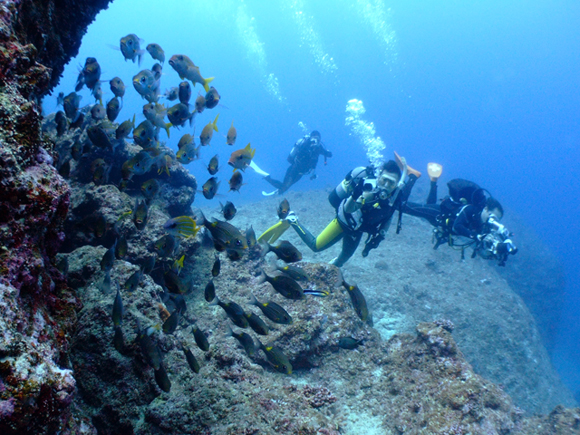 クロスホール、ノコギリダイ