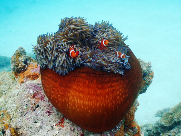 カクレクマノミ