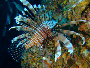 ハナミノカサゴ