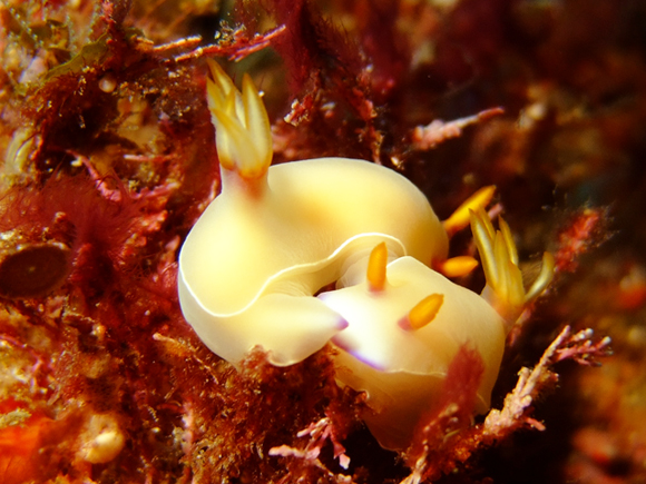 ゾウゲイロウミウシ