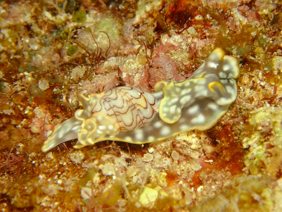 コンシボリガイ