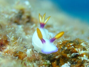 ゾウゲイロウミウシ