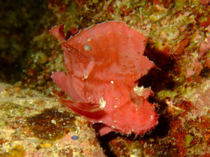 ハダカハオコゼ