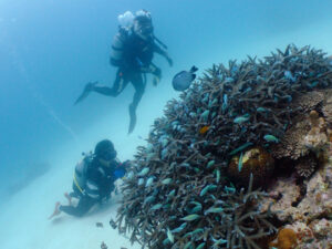 サンドガーデンでのダイビング