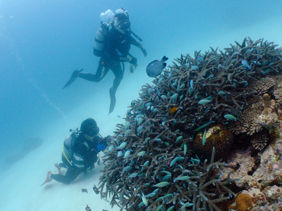 サンドガーデンでのダイビング