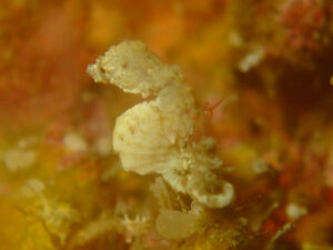 ピグミーシーホース