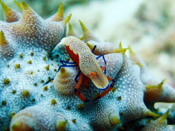 ウミウシカクレエビ