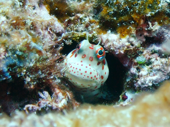 モンツキカエルウオ