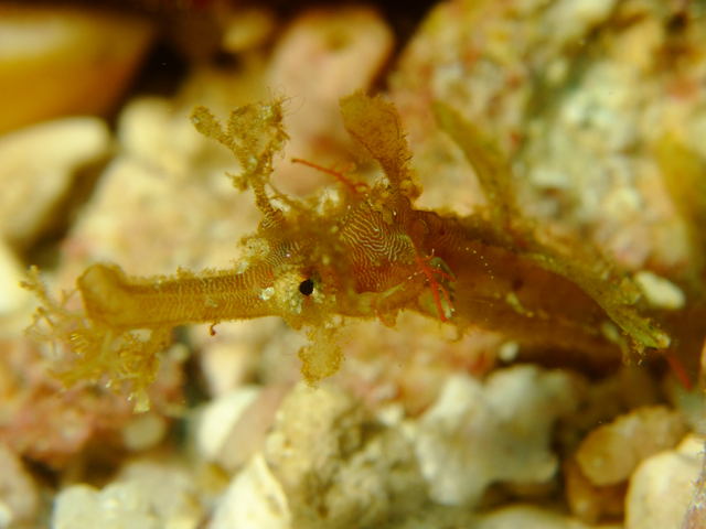 タツウミヤッコ