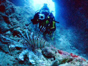 ハナミノカサゴ