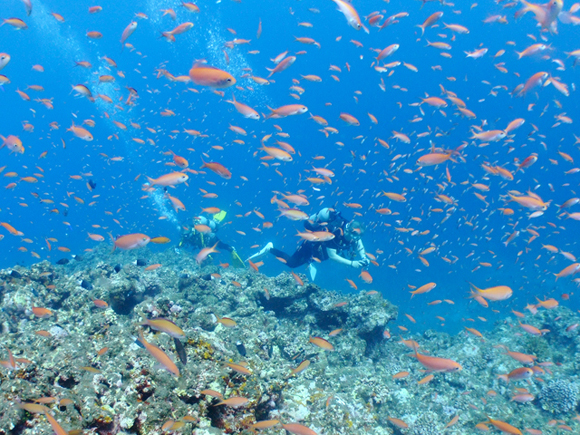 アカネハナゴイ