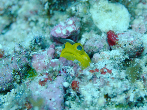 ジョーフィッシュ