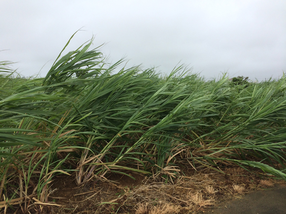 風に煽られるサトウキビ