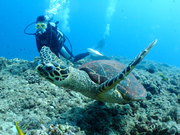 オーバーハングにいたタイマイ(カメ)