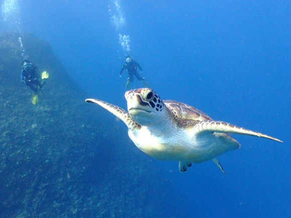 ドロップNO.1で遭遇したカメ