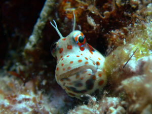 モンツキカエルウオ