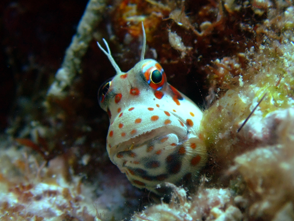 モンツキカエルウオ